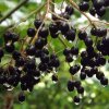 Owoc czarnego bzu w Gogolewie